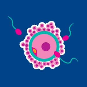 Fertilization