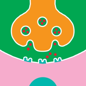 Synaptic transmission