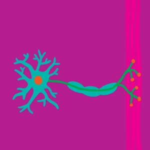 Estructura y ultraestructura de la neurona