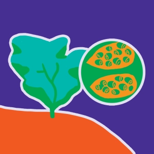 Life cycle of algae