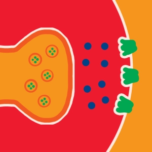 Synapse and ionic mechanisms