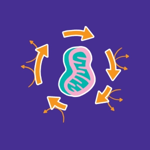Krebs cycle