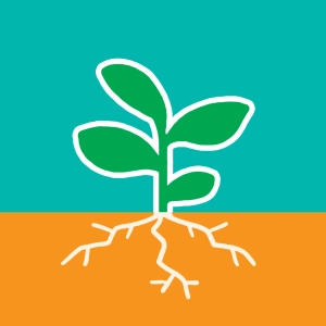 Root absorption