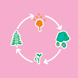 Life cycle of a fern