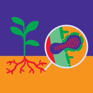 Symbiose rhizobium / légumineuse