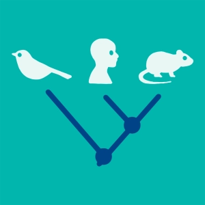Evolutionary tree (cladogram)